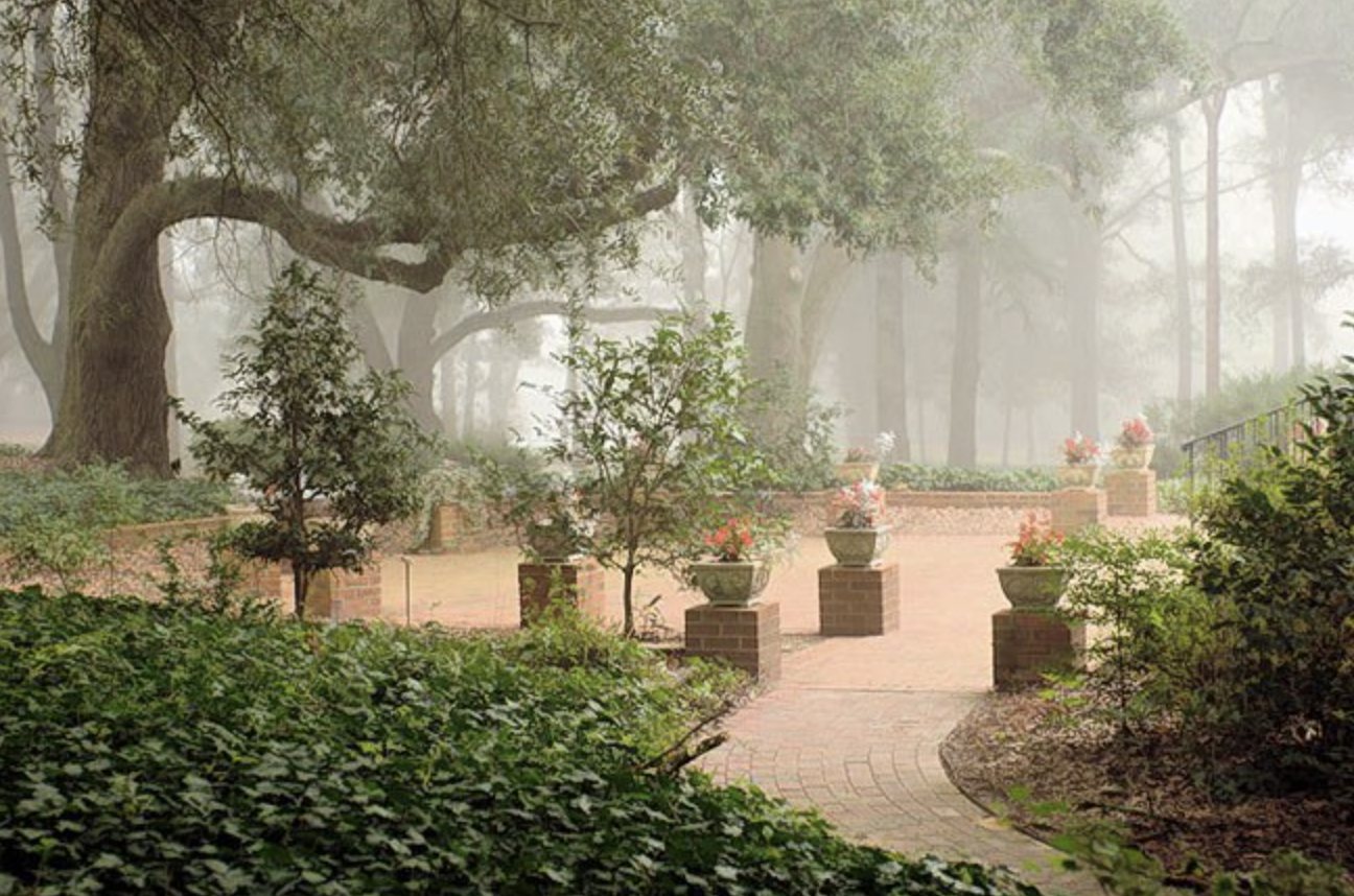 A misty garden under the oaks