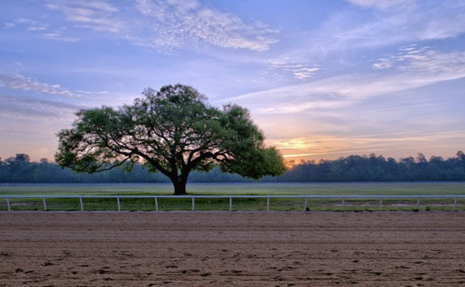 A live oak at sunrise beside the track