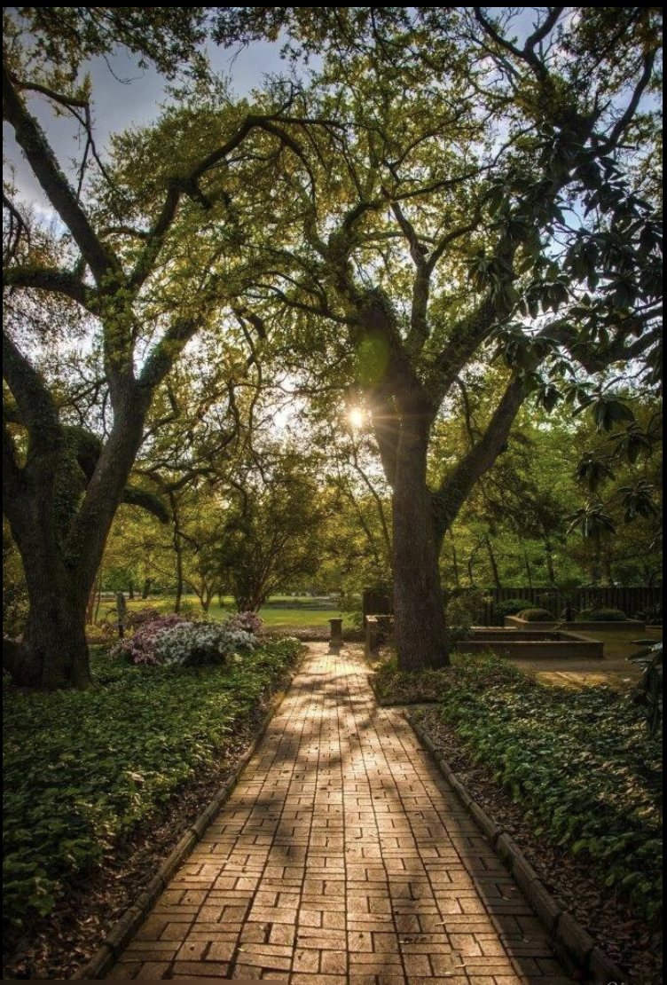 A brick path beneath live oaks