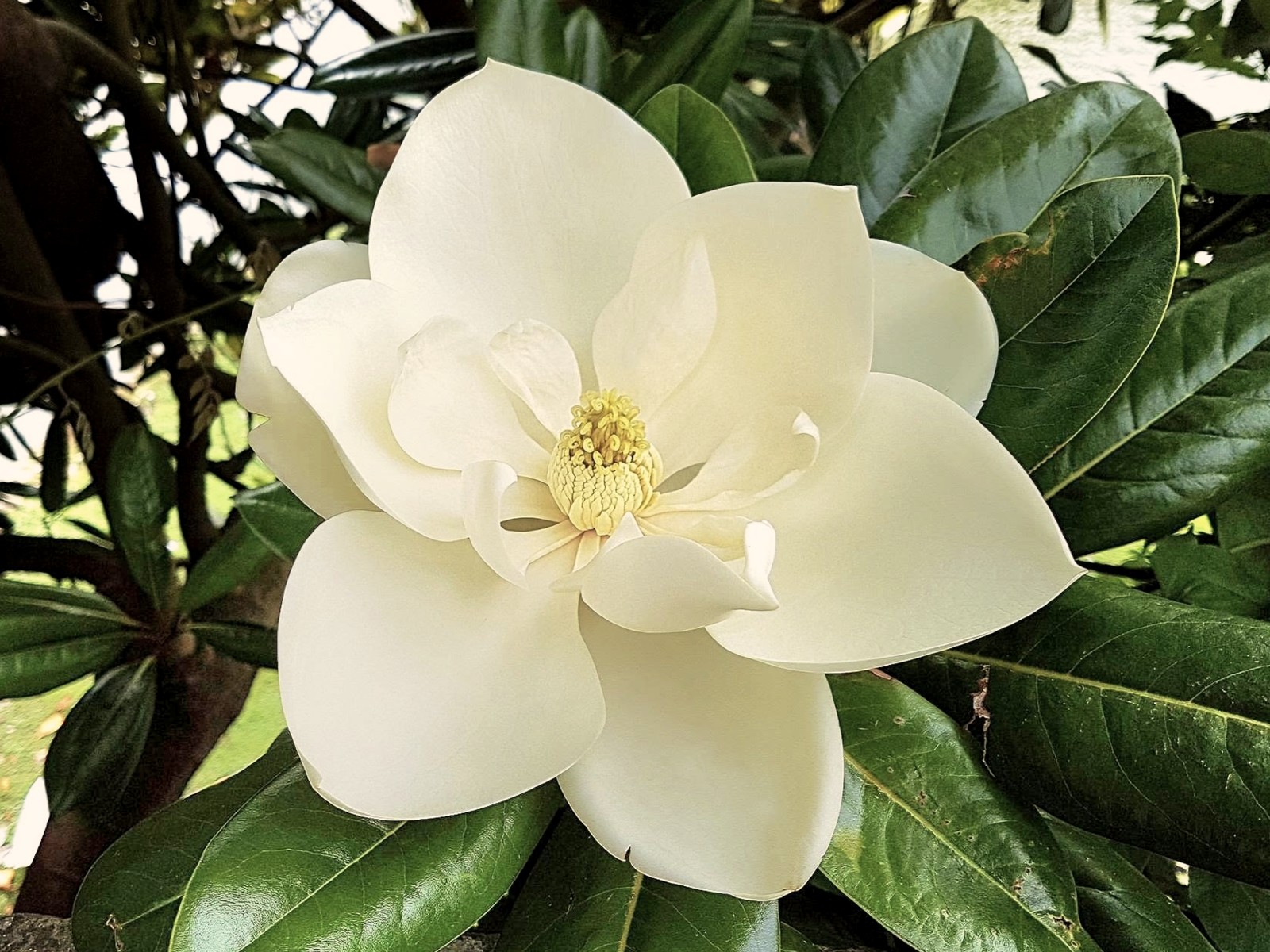 A Southern magnolia bloom opening among glossy green leaves.