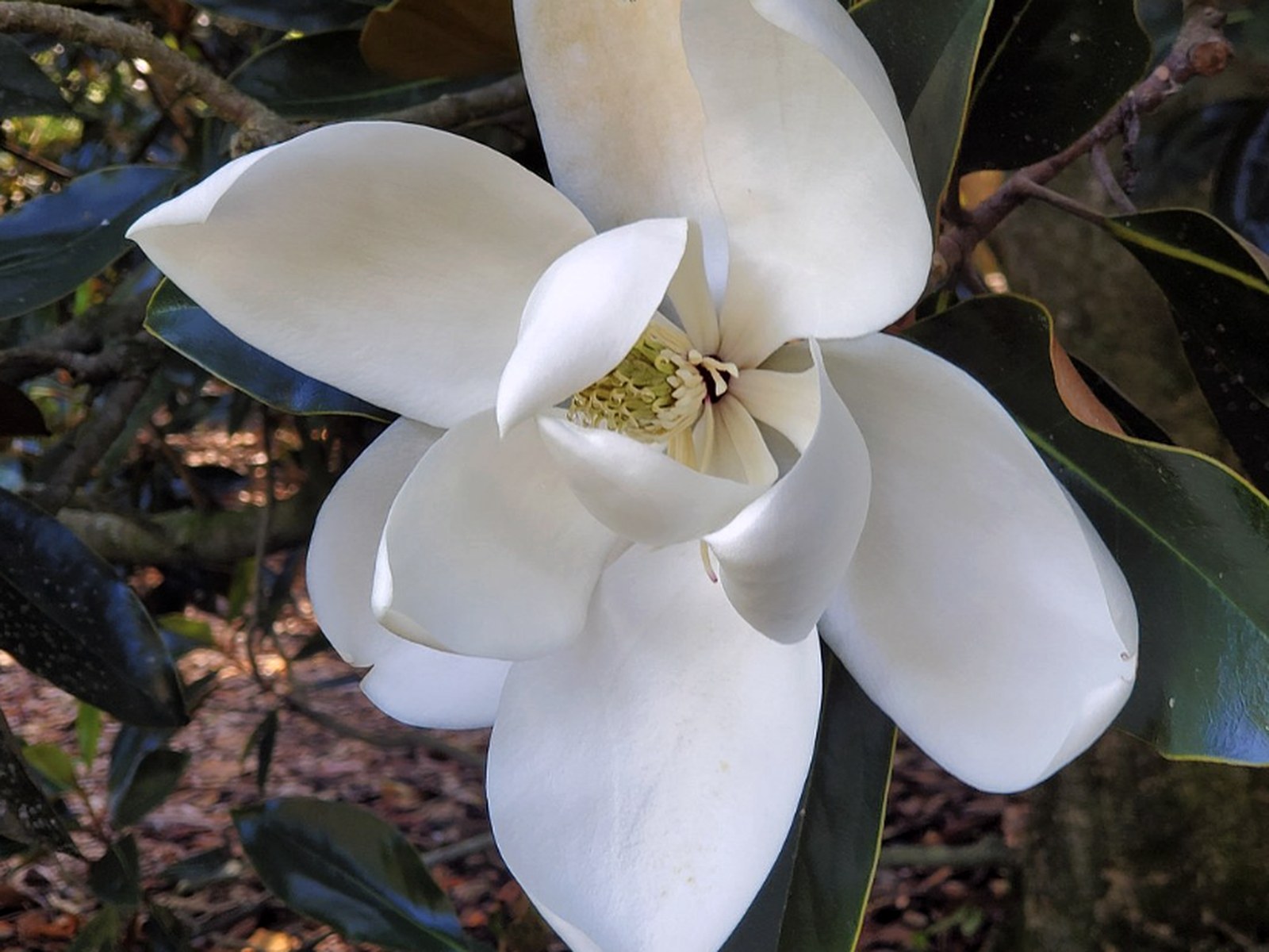 A Southern magnolia in full bloom, photographed on the branch.