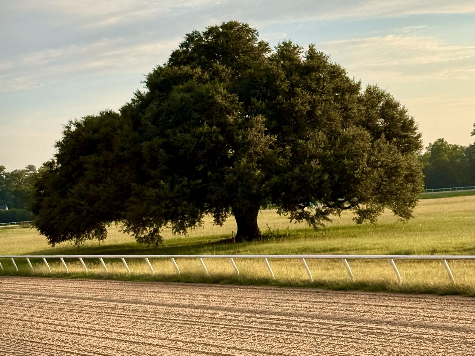 A lone live oak beside the freshly groomed training track at morning, Aiken, South Carolina.