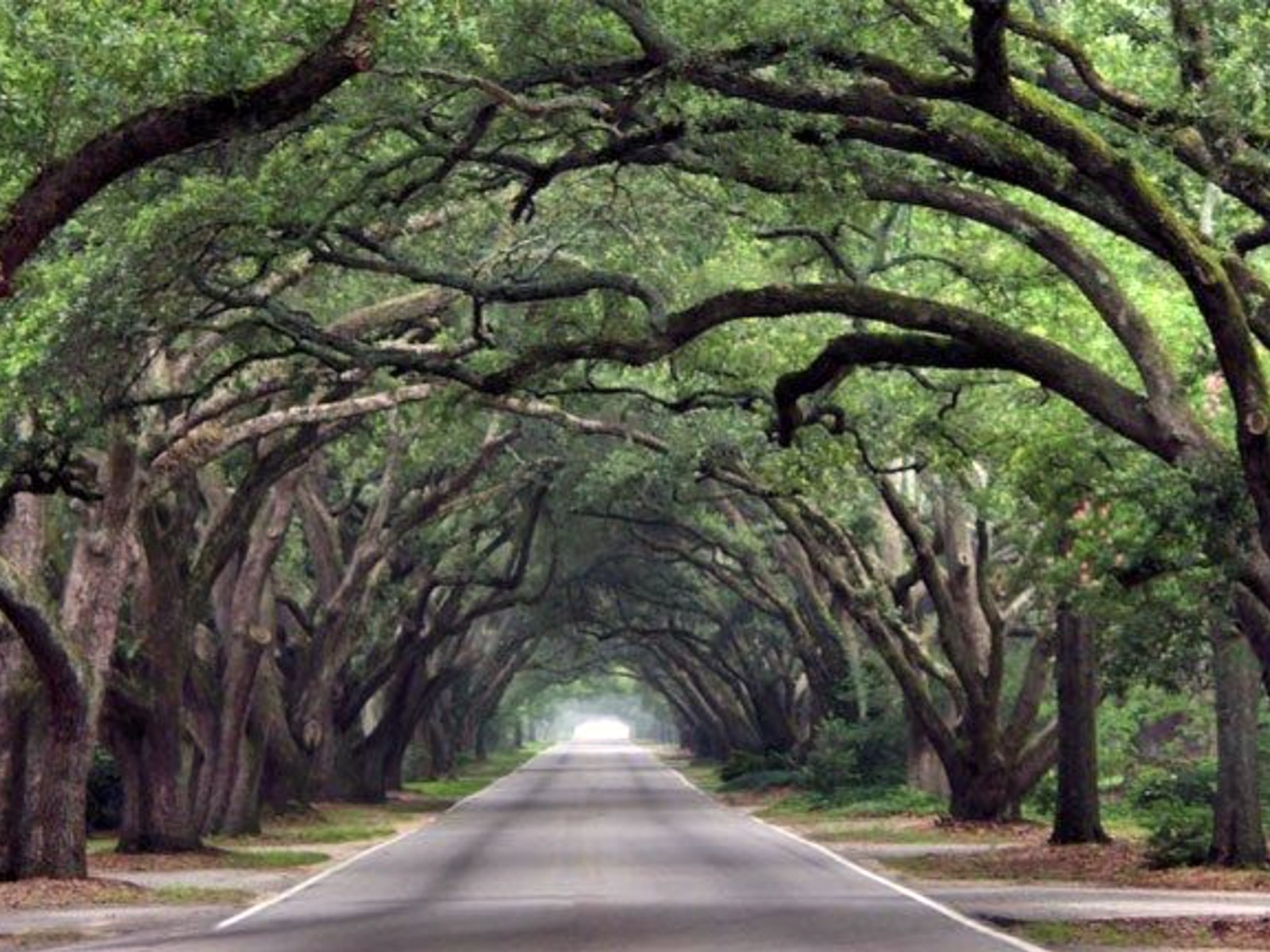 The live-oak canopy over South Boundary Avenue in Aiken, South Carolina.